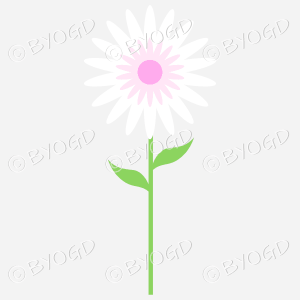 White sunflower with pink centre and green leaves