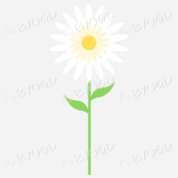 White sunflower with yellow centre and green leaves