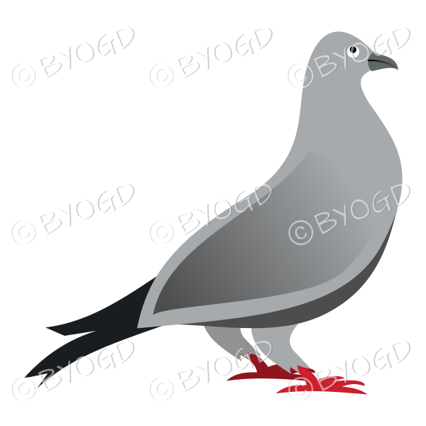 A grey pigeon