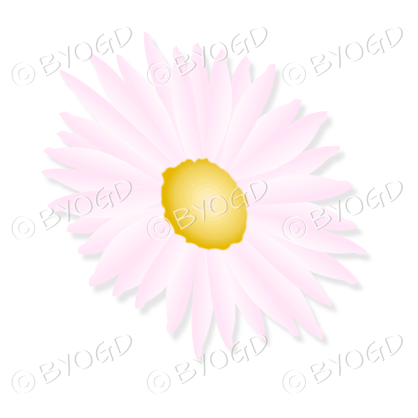 Pale pink flower with yellow middle tilted sideways