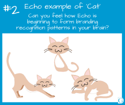 Echo image 2: Echo examples of Cats